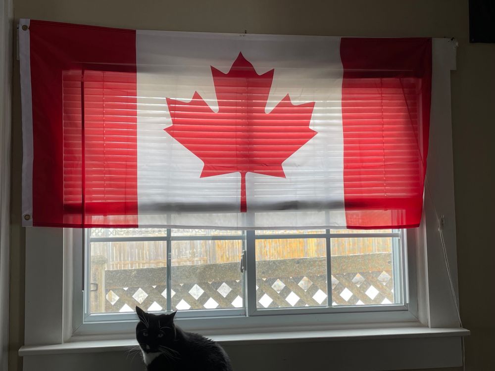 Large Canadian flag cover top half of an indoor window overlooking a lattice fence top next door. A black and white cat sits by the window sill with a determined gaze, standing guard