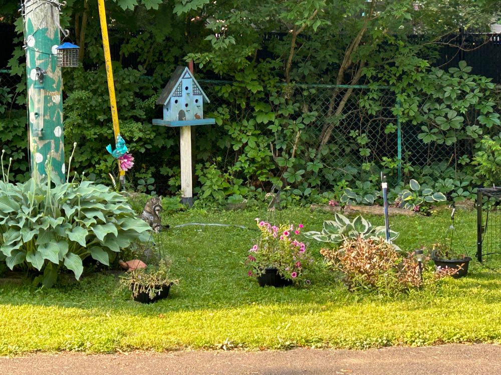 Picture shows a patch of green grass, green leafy trees and shrubs in the background, a cute blue birdhouse and painted phone pole surrounded by massive hosta plant with blooms about to open. Three hanging baskets with nearly dead flowers sit on the grass beside the plants