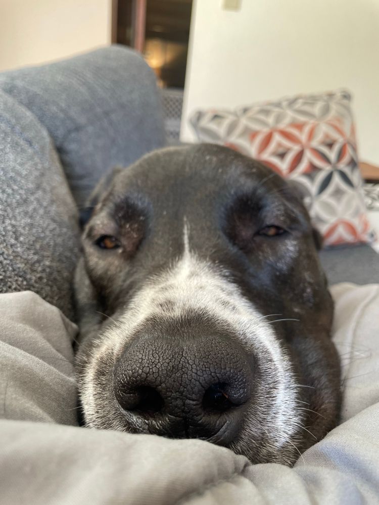 My dog, a black and white mastiffy-dog, resting her snoot on a blanket in my lap. She is very content.