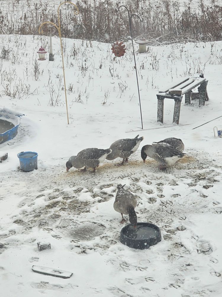 Five Toulouse geese eating and rinsing in the first snow of the season. 