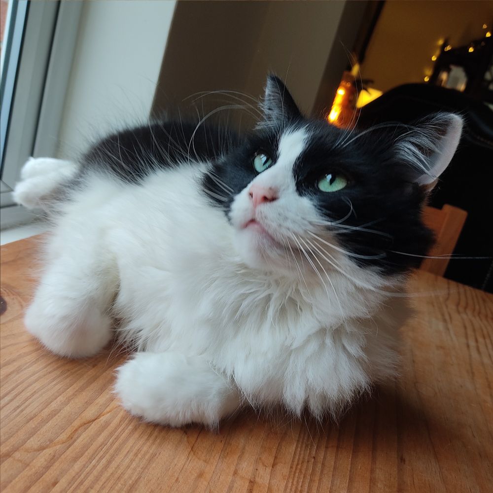 A very handsome black and white cat pretends to ignore my lunch by looking out the window. 