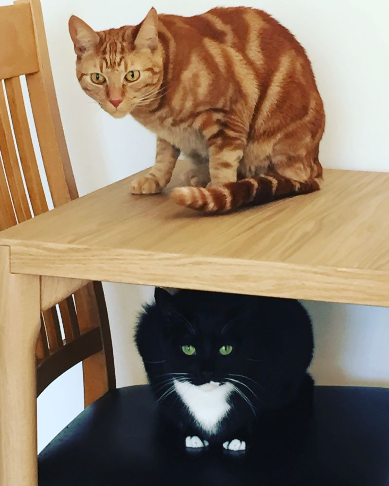 Ginger cat above table and tuxedo cat below. Both look menacingly at the photographer. 