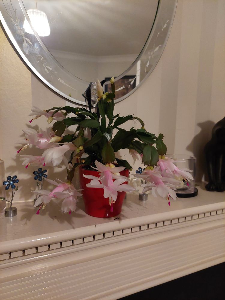 Delicate pink flowering Christmas cactus 