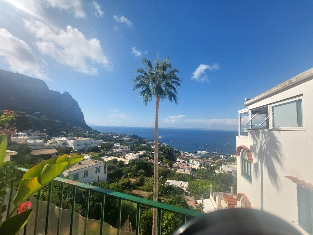 An elevated view down to the harbour on the island of Capri. Solitary palm tree in the mid view. White building on right, cliffs in the distance on the left, blue sea and sky to the horizon 
