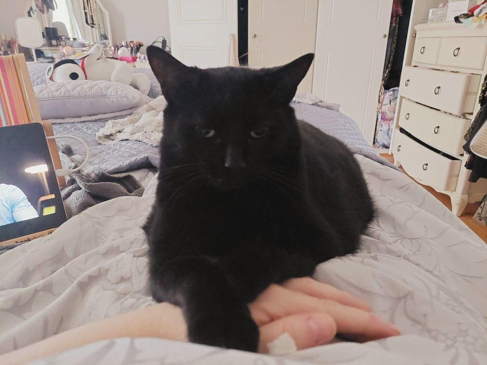 Black cat Nyx, aka Nurse Ratchet, is giving me resting bitch face for daring to defy her.... I must have been trying to free my hand from beneath her iron paw... 