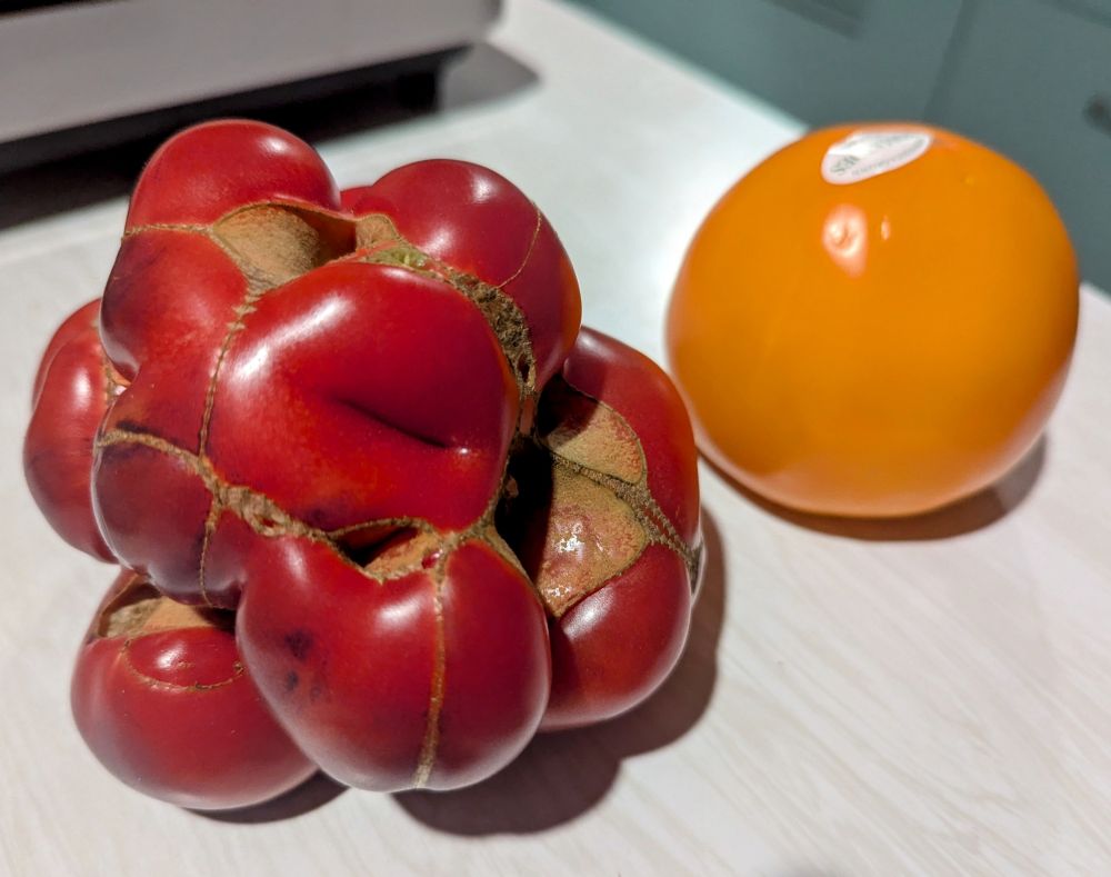 Red tomato that is bulging out in seven directions visible from this angle alone. A spherical orange tomato sits next to it being normcore 