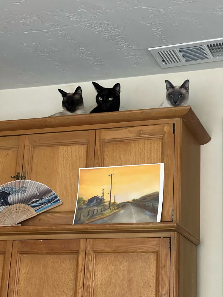 Three cats (seal-point Siamese, regular black, blue-point Siamese) lay on top of a cabinet under a heating vent.