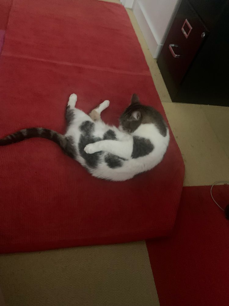 White cat with calico spots, half curled on a red rug, cleaning his chest, one foreleg extended oddly along his side