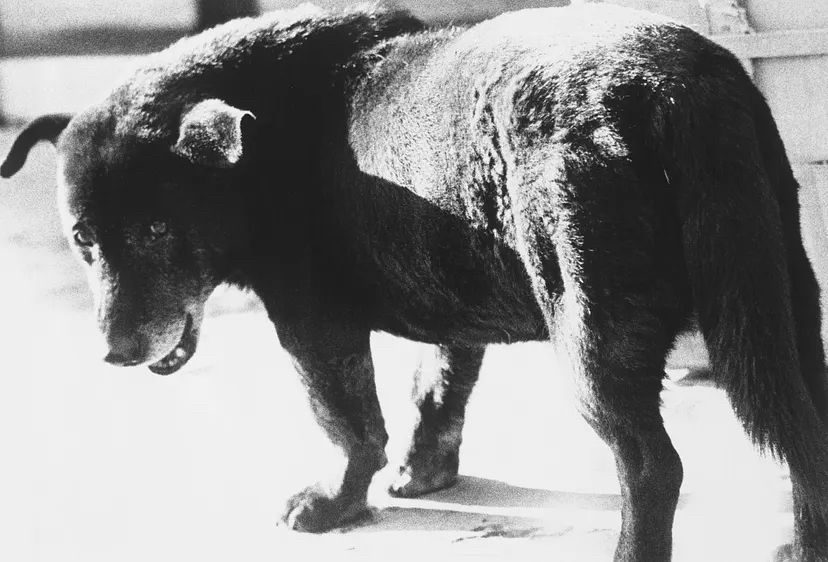 Daido Moriyama, Stray Dog (1971)