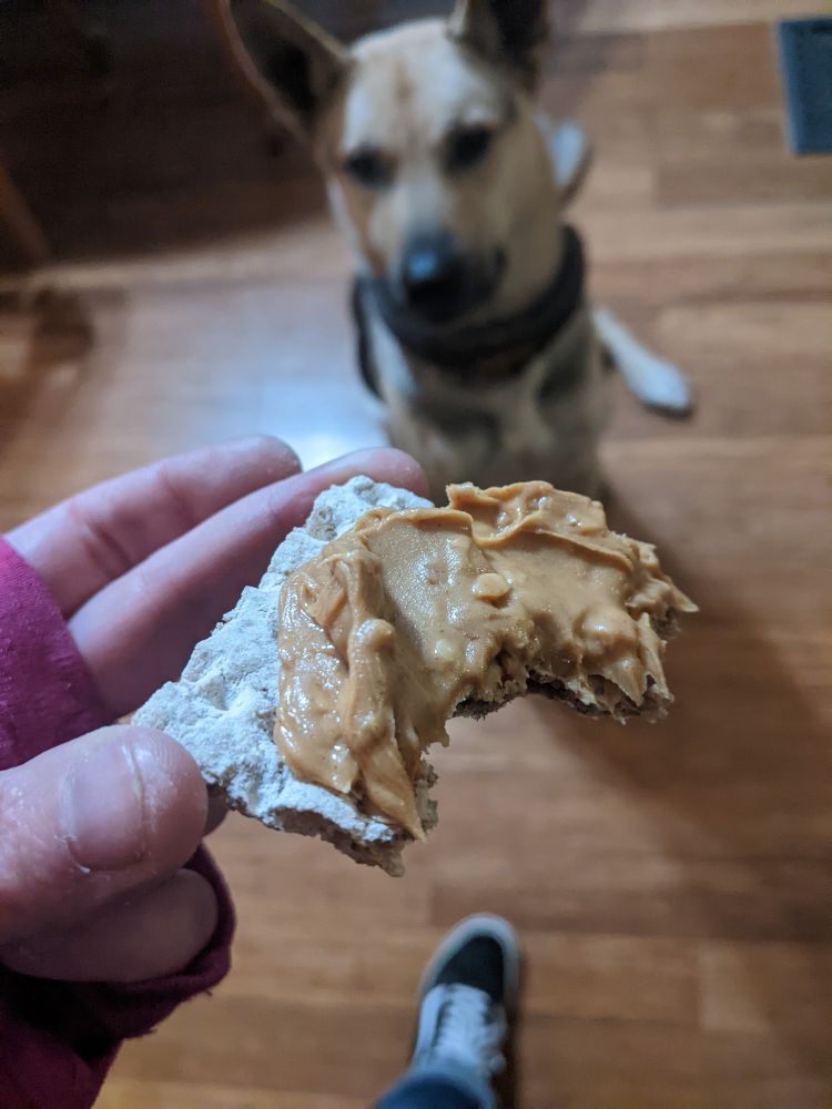 A peanut butter covered cracker is in the foreground; a few bites have been taken out. 
Out of focus sits a dog, his eyes securely locked on the food.