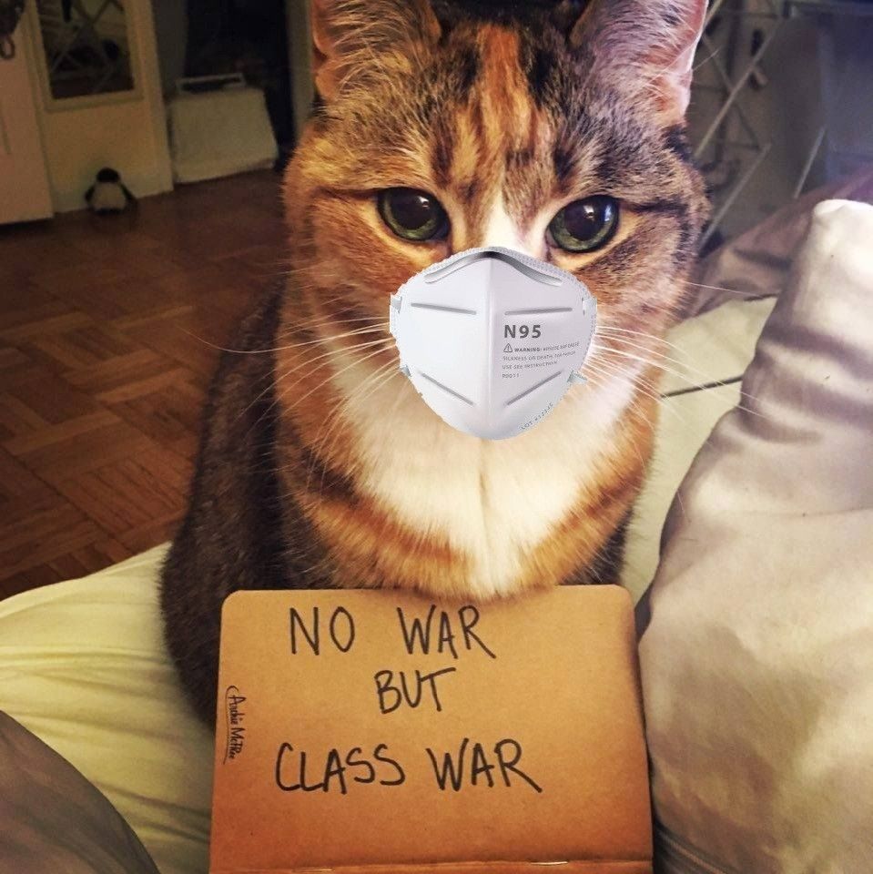 calico cat wearing n95 respirator & cardboard sign: no war but class war.