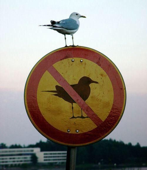 A seagull stands defiantly on top of a circular sign that shows a silhouette of a bird with a red slash through it, indicating "no birds allowed." The scene is humorous and ironic, as the seagull perches calmly above a sign that clearly forbids its presence. In the background, a soft sky fades into the horizon with buildings and trees below.