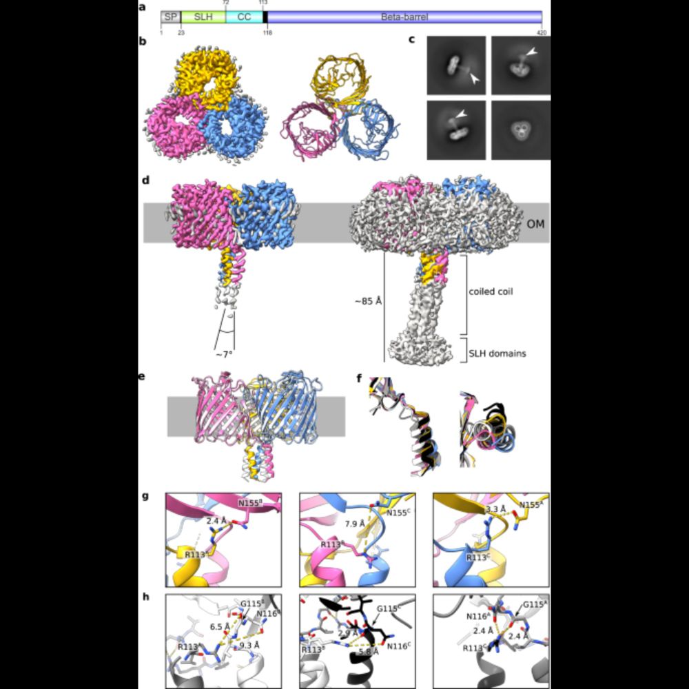 Dual function of OmpM as outer membrane tether and nutrient uptake channel in diderm Firmicutes - Na...