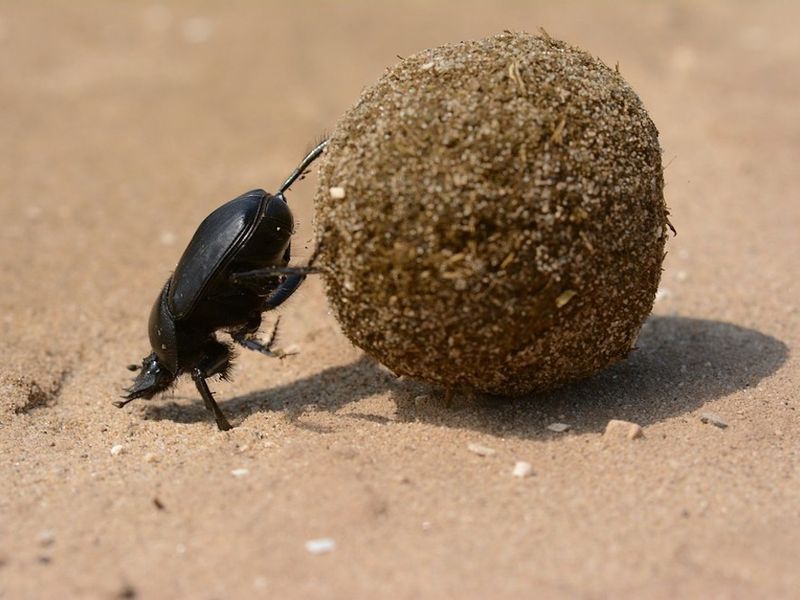 Photo d'un scarabée bousier avec sa boule de... trésors patiemment accumulés.
