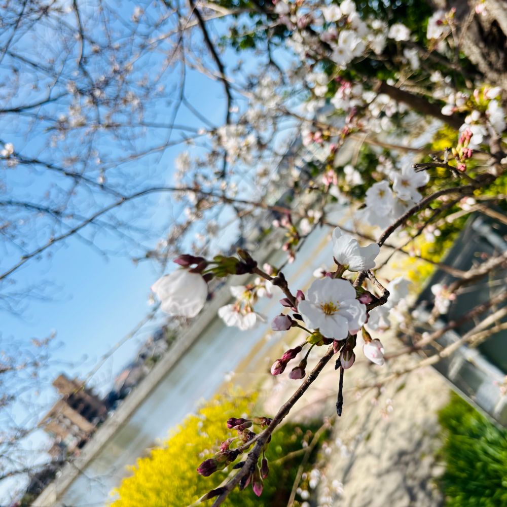 今年のお花見、菜の花とのコラボが素敵でした。