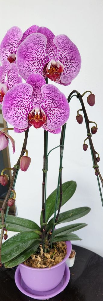 orchid with white petals covered in densely packed purple dots 