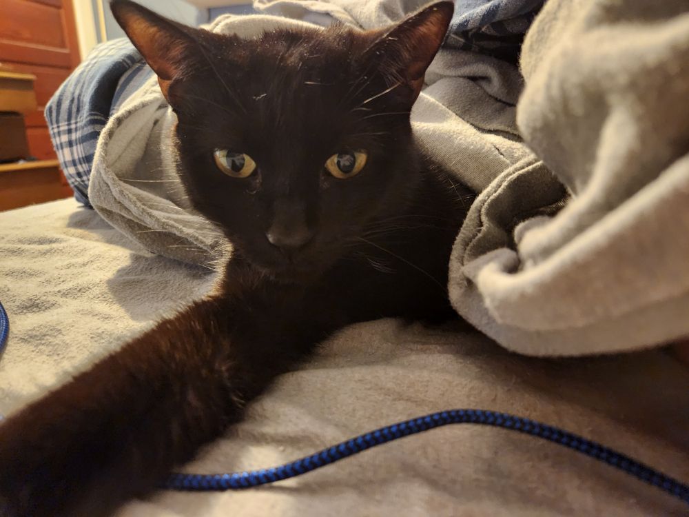 black cat mostly covered by blankets reaching one paw towards camera