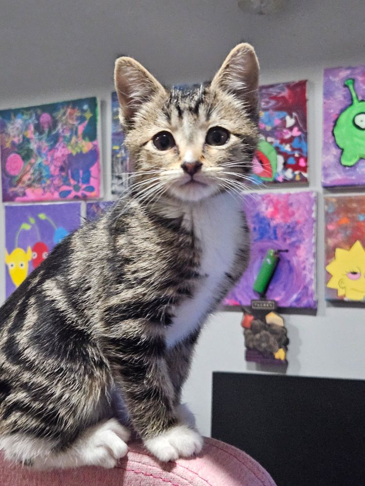 Small brown and black kitten sitting on top of computer chair