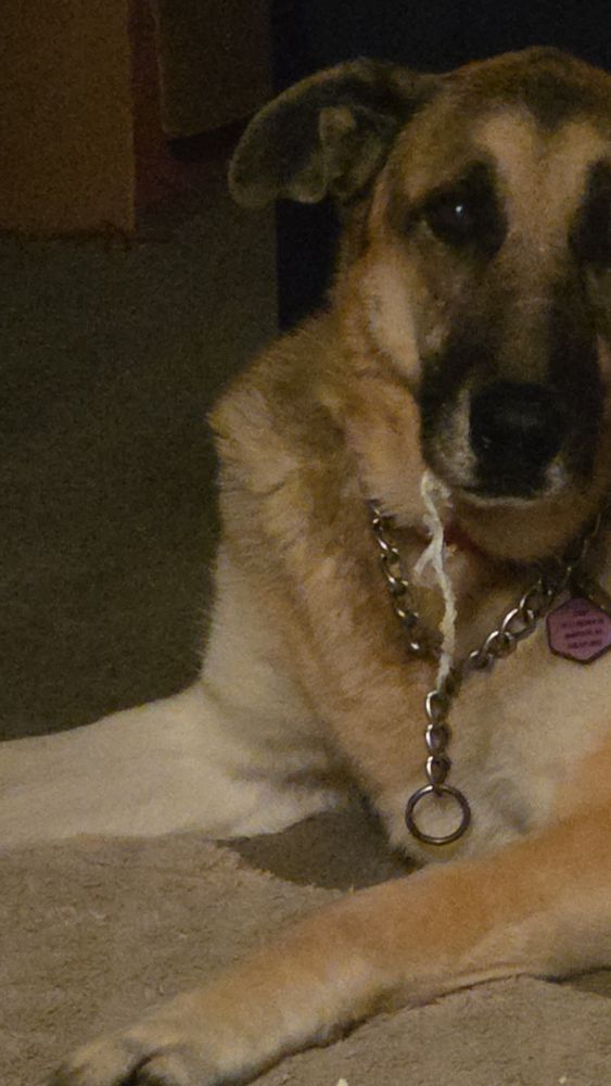 An extremely unrepentant gsd wears the toilet paper she ate when she was banished to the bedding for chasing the cat