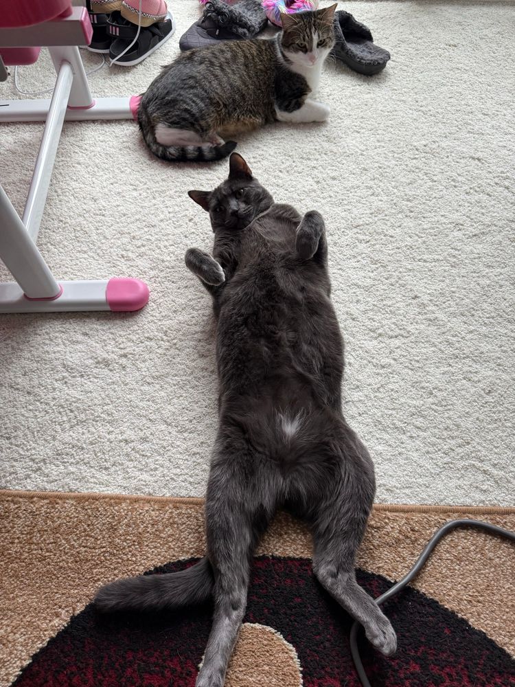 Two cats in very different resting positions:
Mochi the brown and white tabby is curled up like a typical cat. Selkie the blue cat is lying on his back, impossibly long, showing his belly that has a white spot that is definitely a trap.