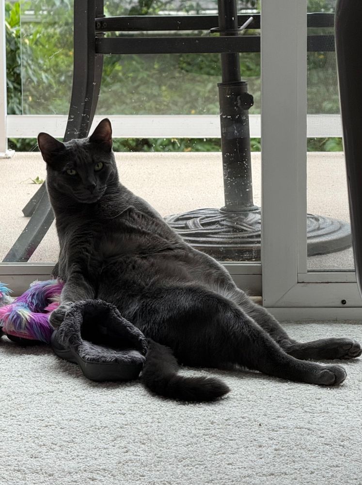 Selkie the blue cat lounging with his back against the glass patio doors in human-like repose