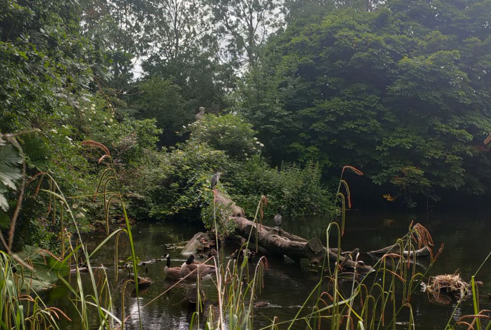 Birds on the river Wandle at Morden Hall Park. Photo taken 1/6/25.