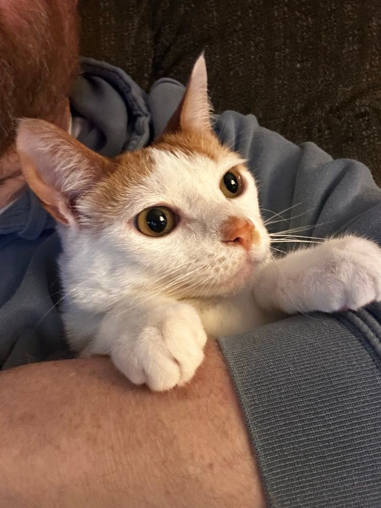 Orange and white cat being hugged. 