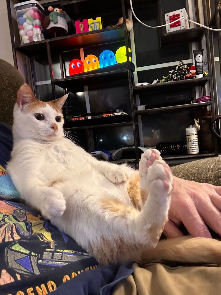 Orange and white cat laying on his back showing off his toe beans. 