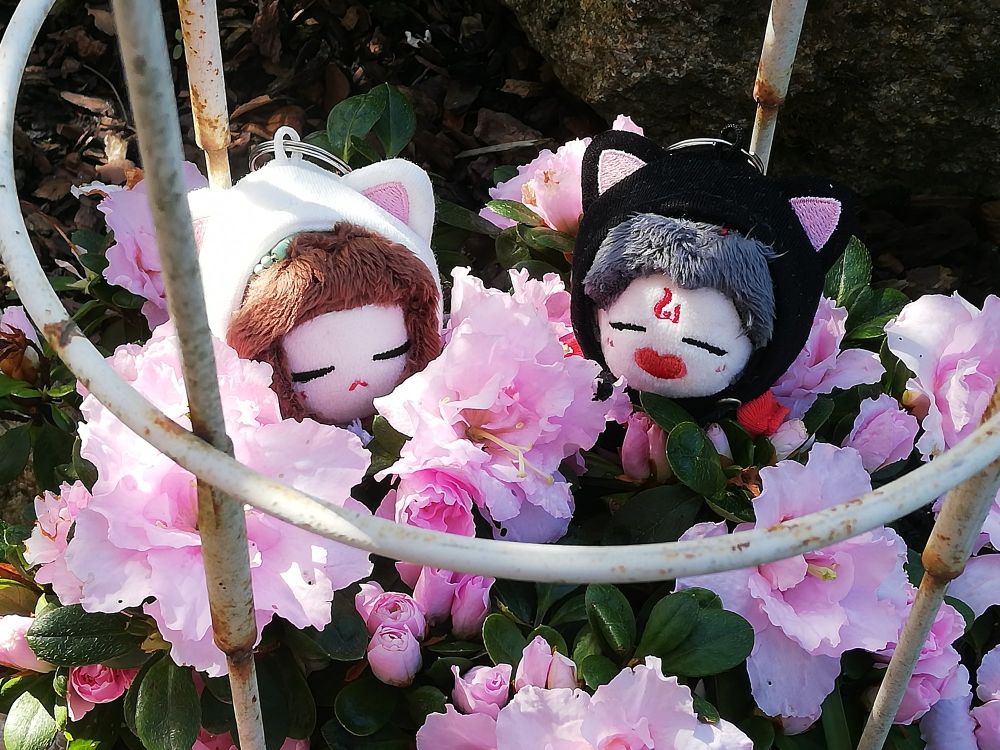 Photograph of Bingqiu plushies sitting in a few pink flowers. 