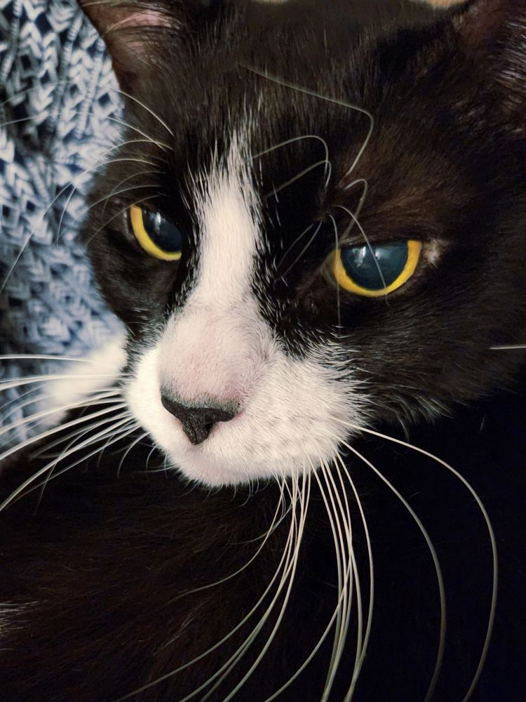 Close up of a tuxedo cat's face. It looks not so pleased about getting its photo taken.