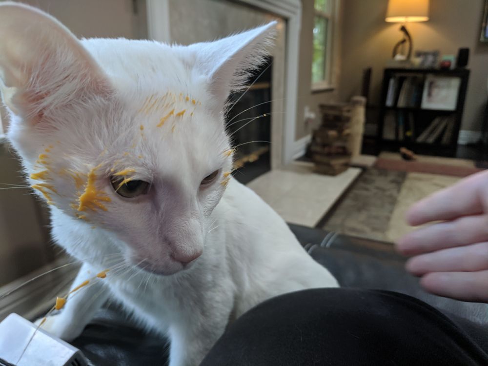 Idiot white cat with nacho cheese all over his face. 