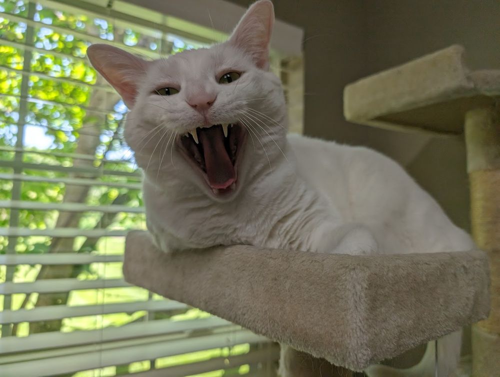 Bruce - big white cat on a cat condo in mid-yawn