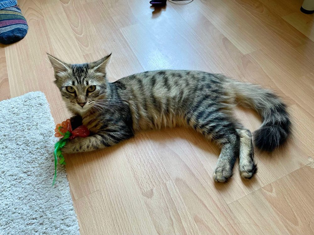 Rotie maintenant. Très beau poil mi-long, tigré marron, en pleine forme. 