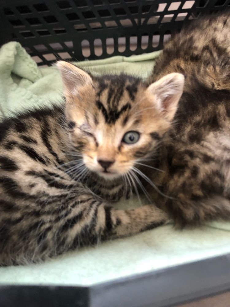La louloute a son arrivée. Tigrée marron, poil court, un oeil fermé a cause du coryza. 