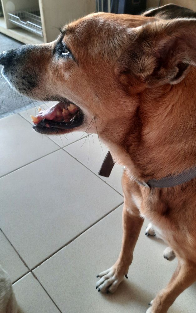 A side profile photo of my brown mixed-breed dog. 