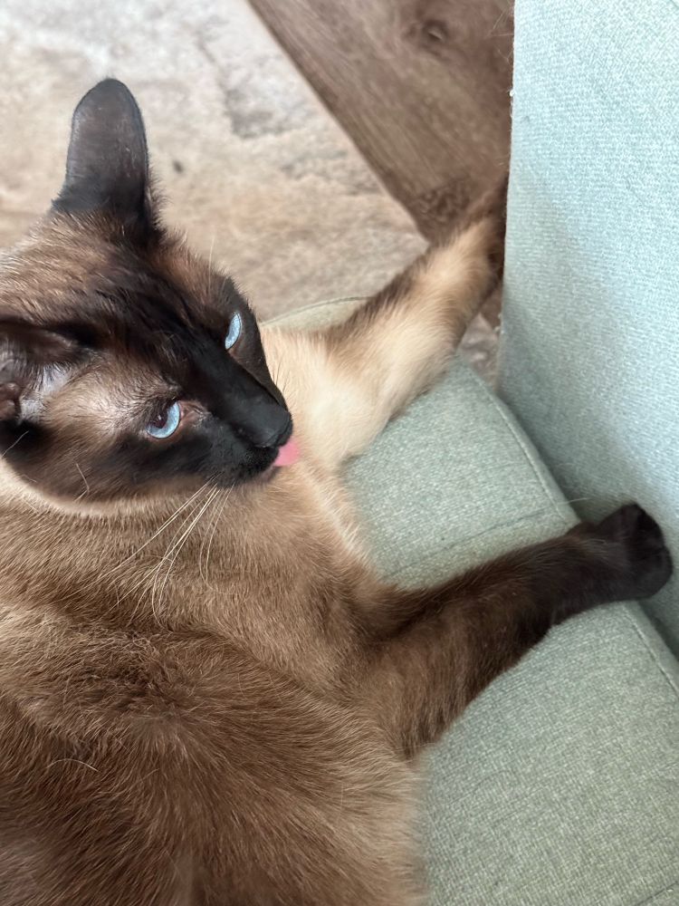 siamese cat with his little dumb tongue sticking out
