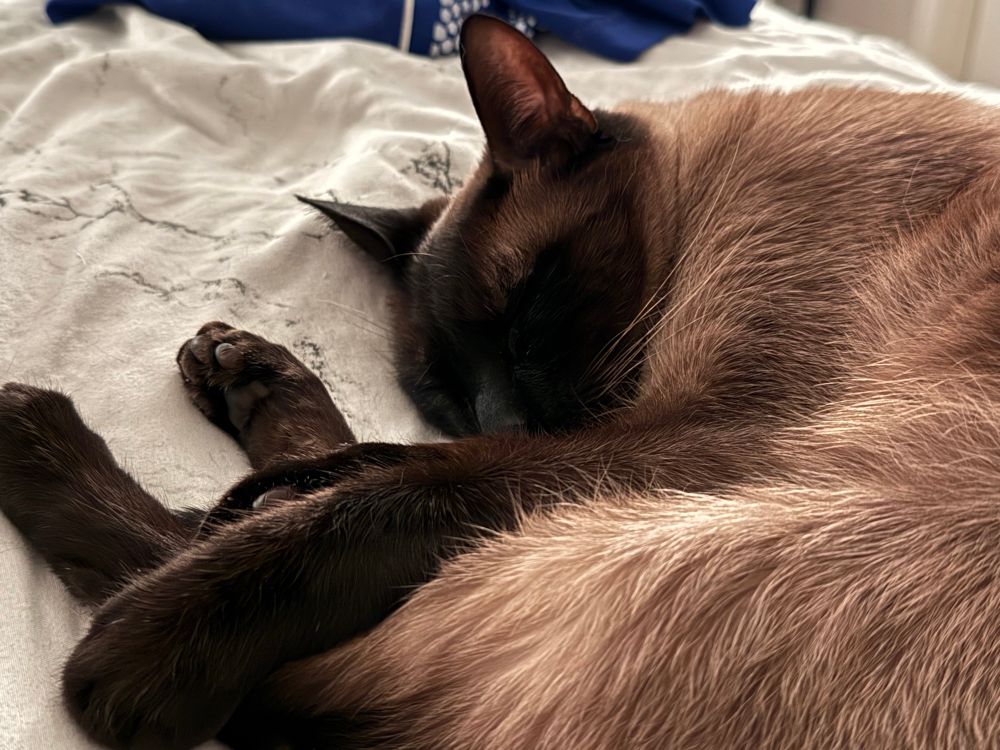 siamese cat snoozing unbothered by the threat of becoming a loaf of bread, toe beans akimbo