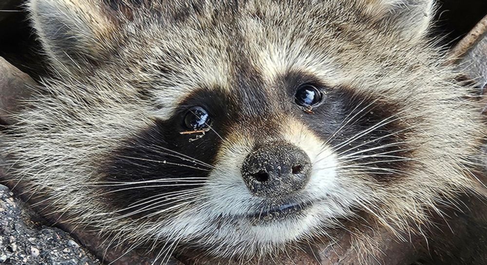 Raccoon rescue in North Cambridge goes grate with a dousing of olive oil from helpful neighbor - Cambridge Day