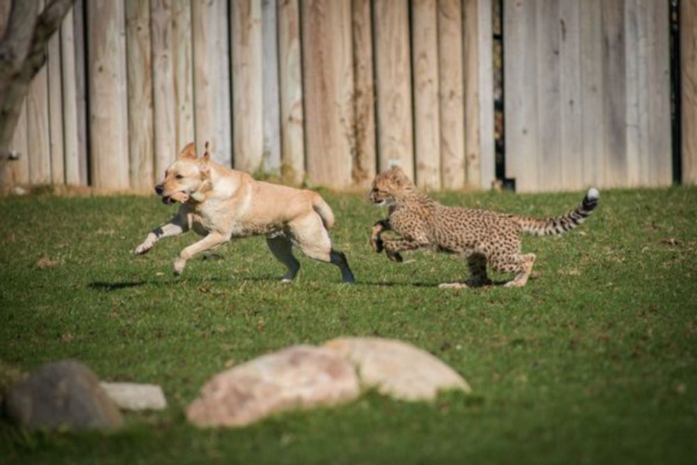 An Emotional Support Dog Is the Only Thing That Chills Out a Cheetah