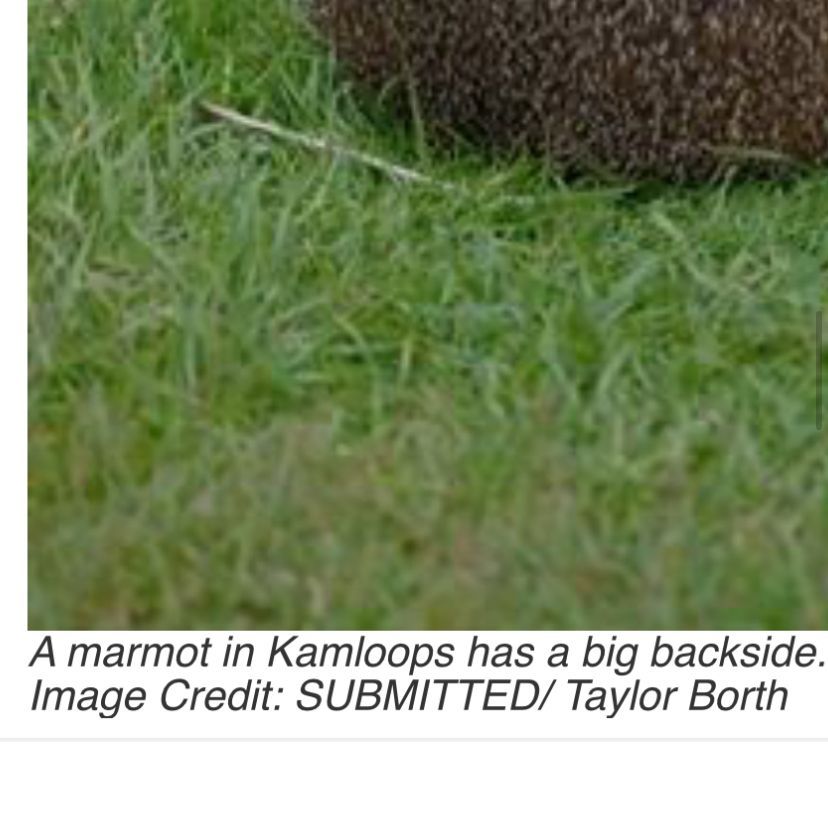 A news photo caption: A marmot in Kamloops has a big backside. imagine credit: SUBMITTED/ Taylor Borth