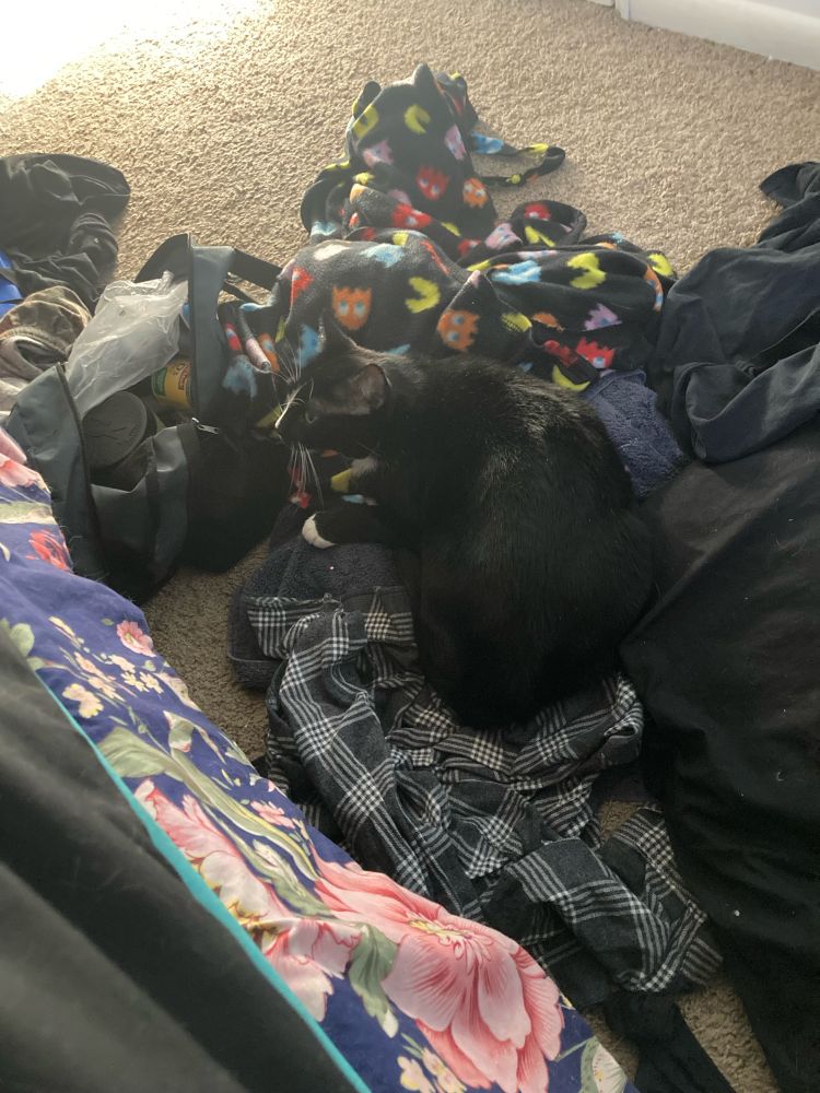 A tuxedo cat laying on a flannel shirt (among other clothing) on the floor next to a bed 