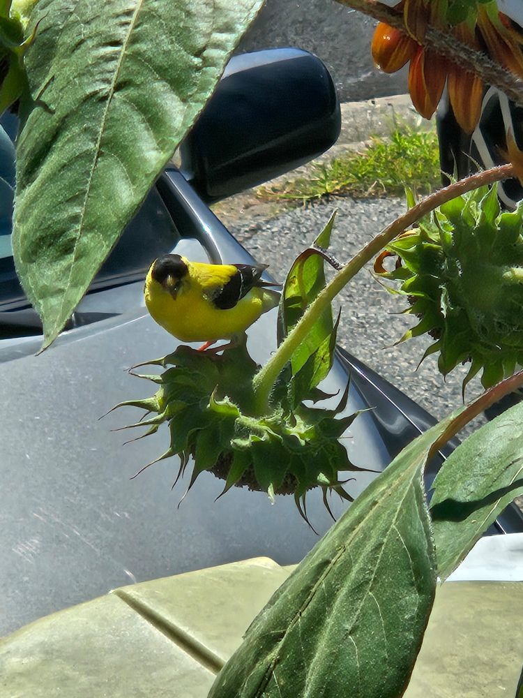 A male goldfinch perches on the back of a drooping sunflower head, his mouth full of a seed.