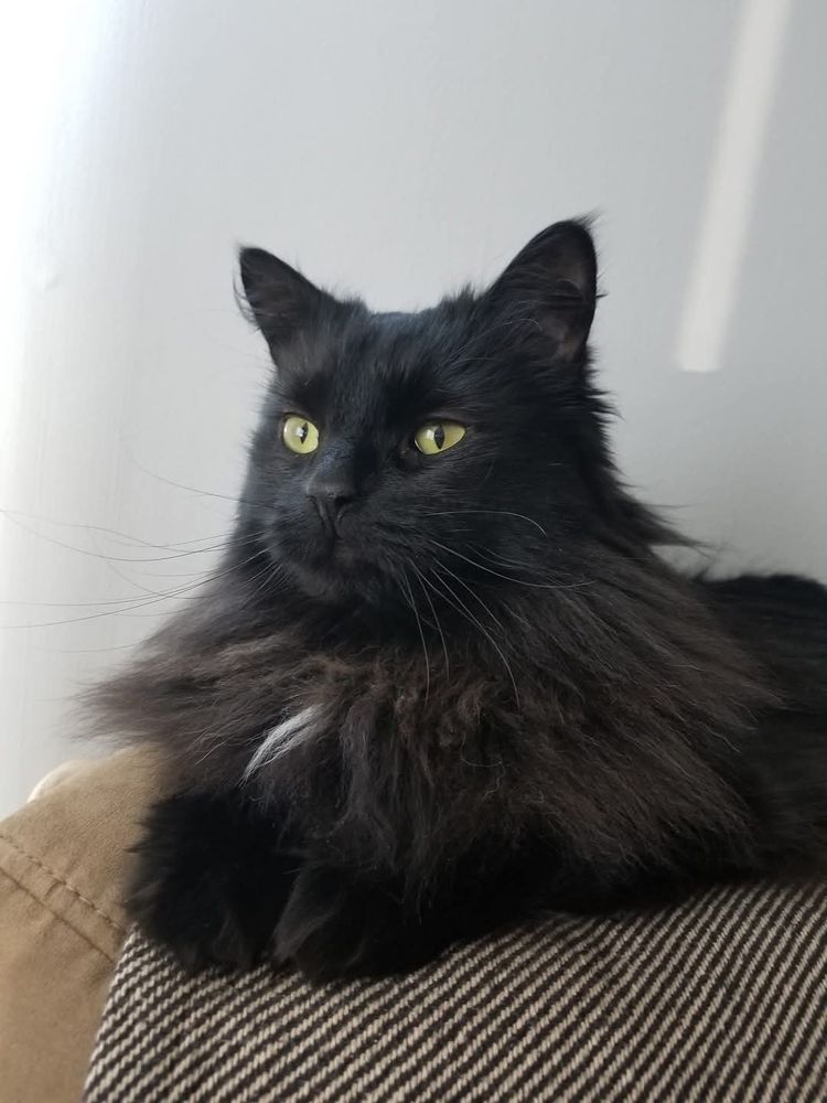 A fluffy black cat lies on a striped brown blanket with his paws in front of him, looking intently ahead.