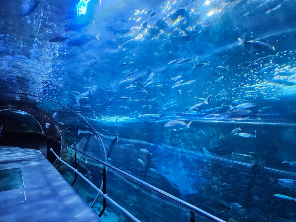 A glass tunnel showcases fish and sharks swimming on the other side of the glass.