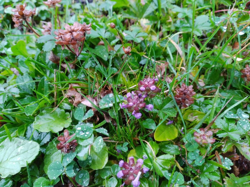 Purple Selfheal flowers
