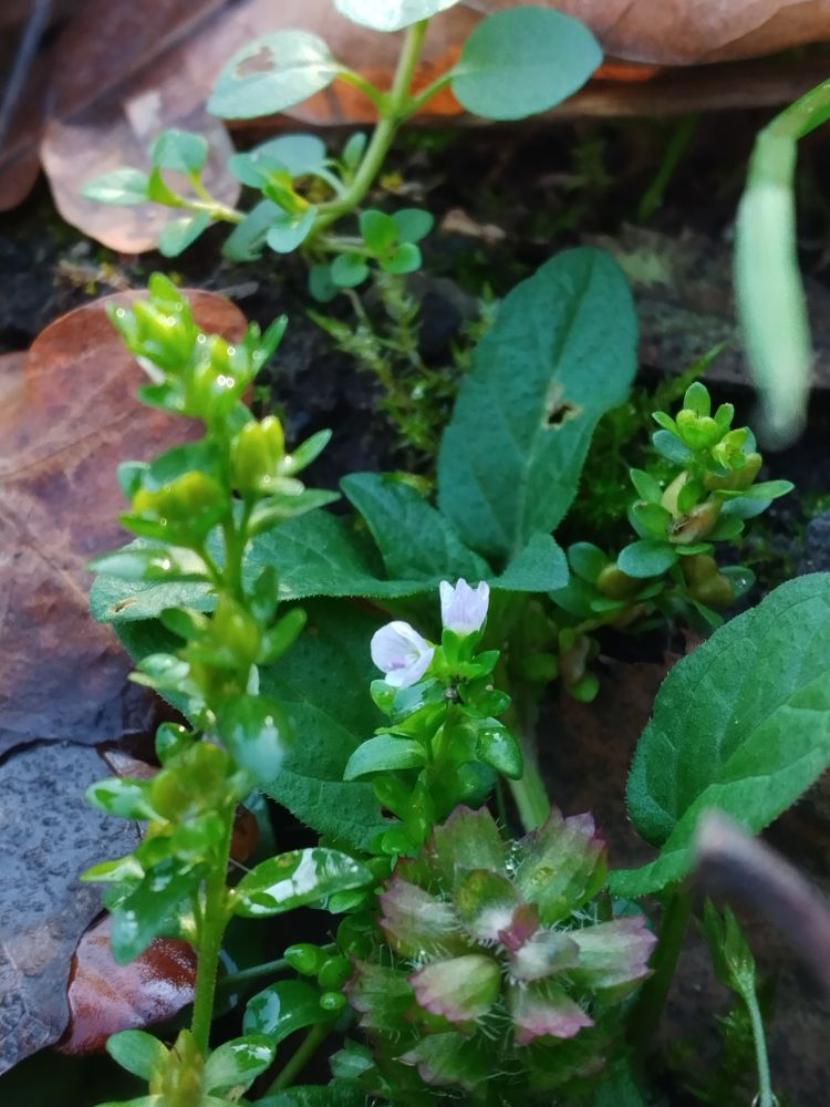 Thyme-Leaved Speedwell flowers
