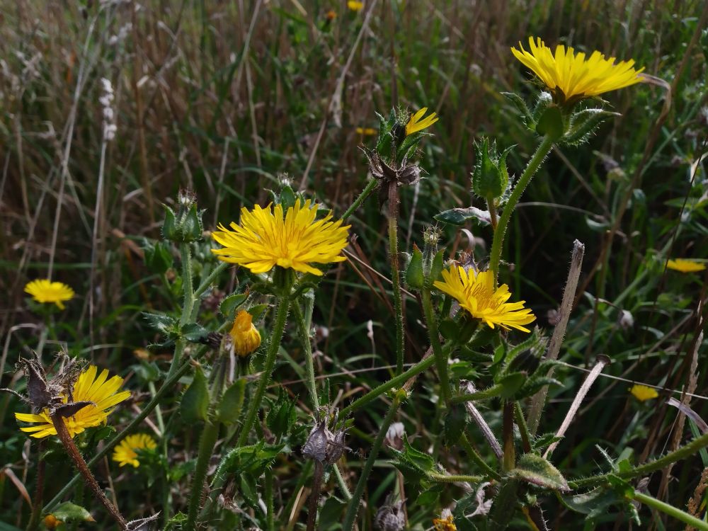 Yellow flowerheads, and bristly stems and leaves