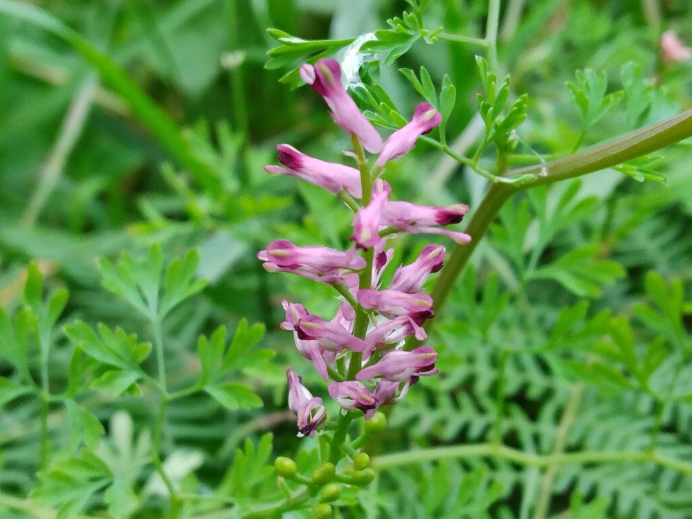 Pink Common Fumitory flowers, and divided green leaves