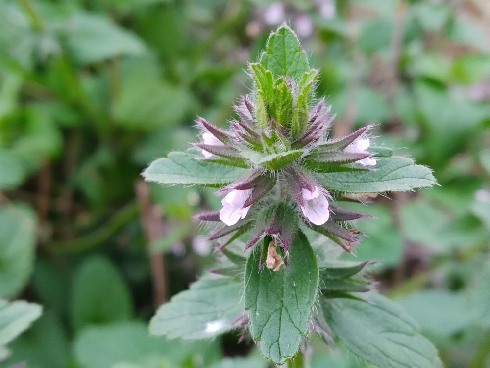 Small white flowers, perhaps a Lamiaceae / mint family plant