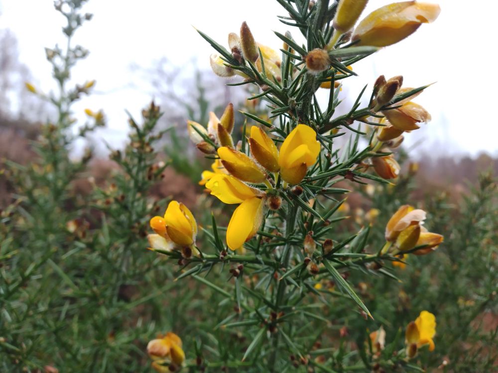 Gorse flowers